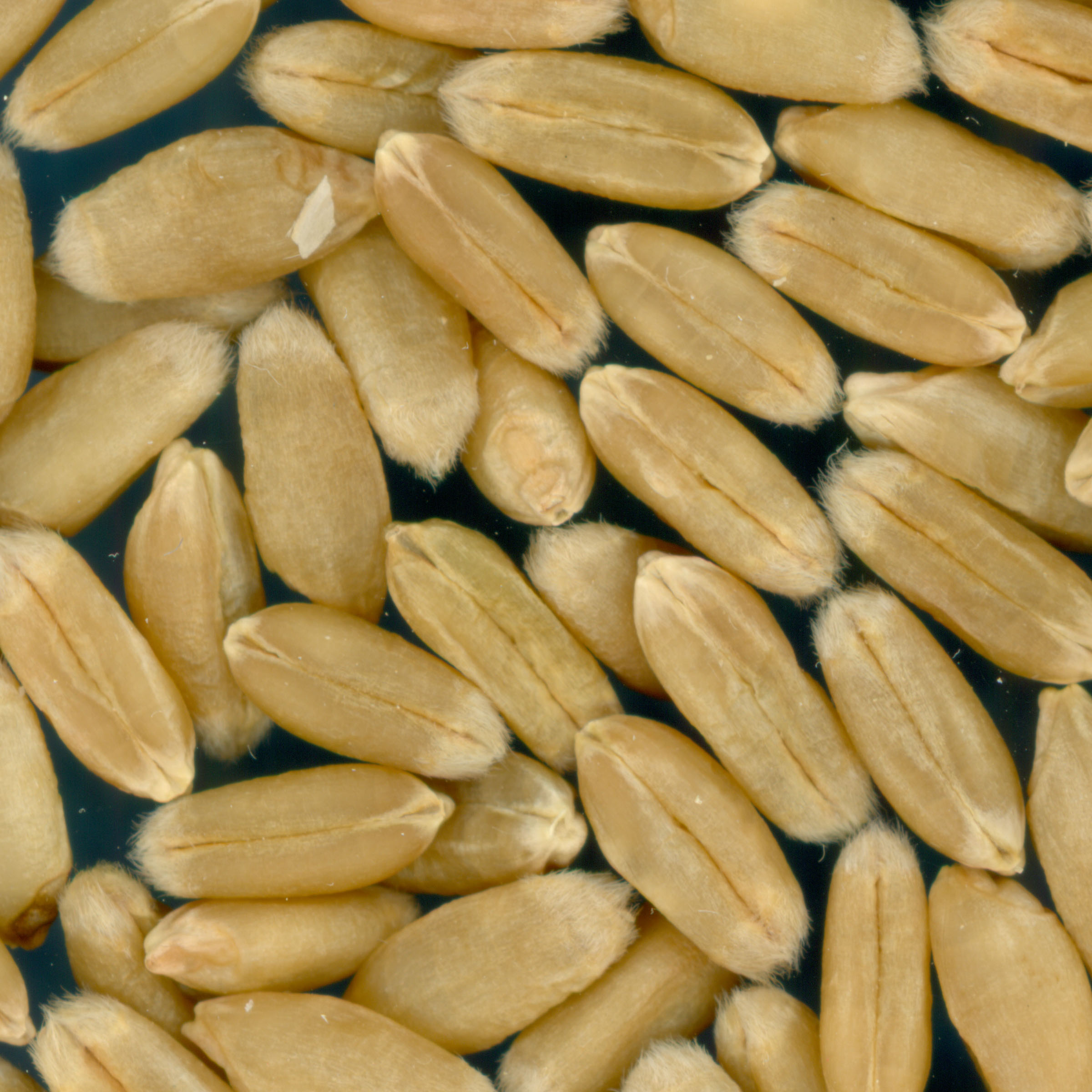 Click for 2 image(s) for this accession. KERNELS